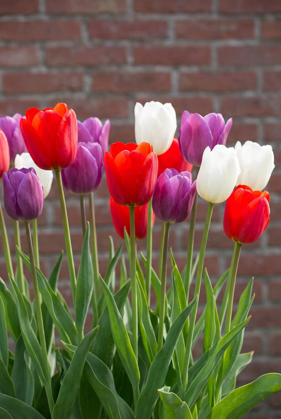 Tulipa Dutch Garden — in de border