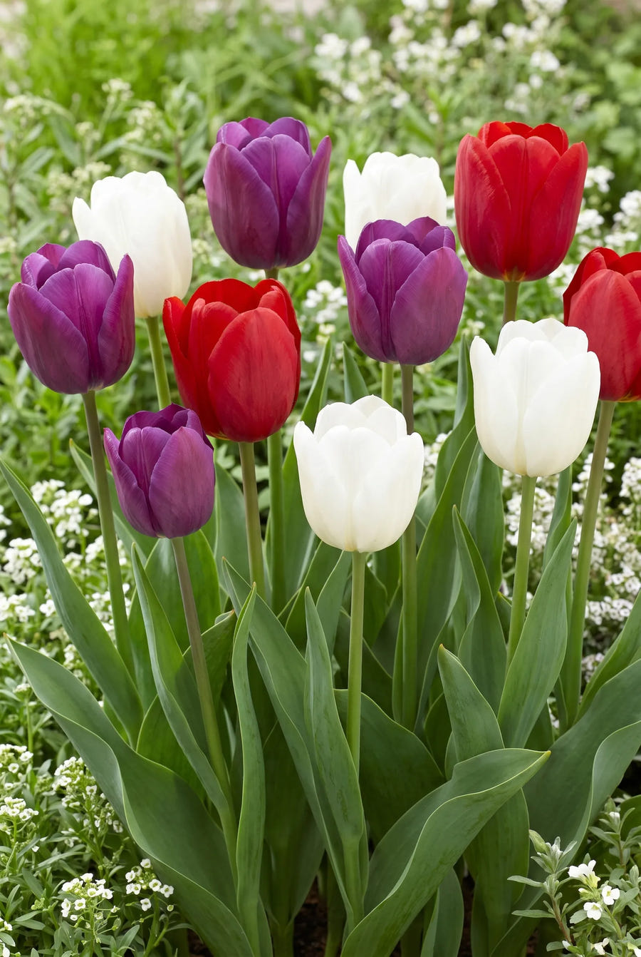 Tulipa Dutch Garden — groep in de tuinborder