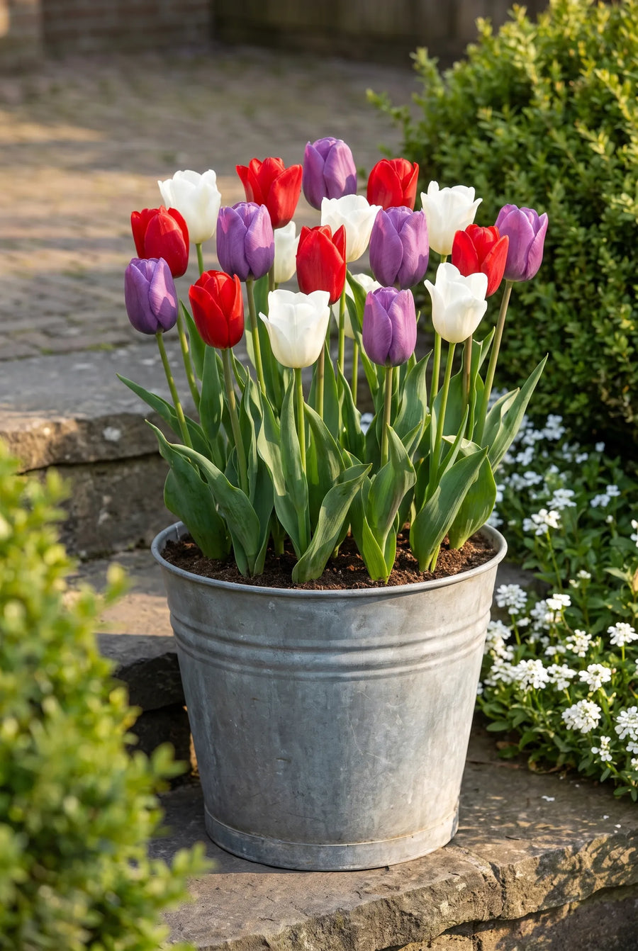 Tulipa Dutch Garden — in pot op terras