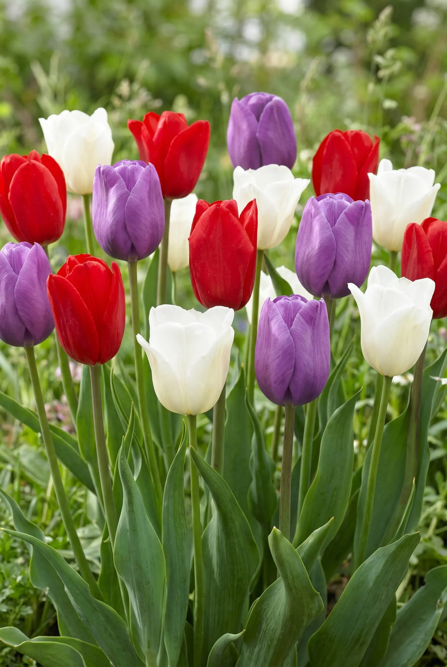 Tulipa Dutch Garden — in de tuin