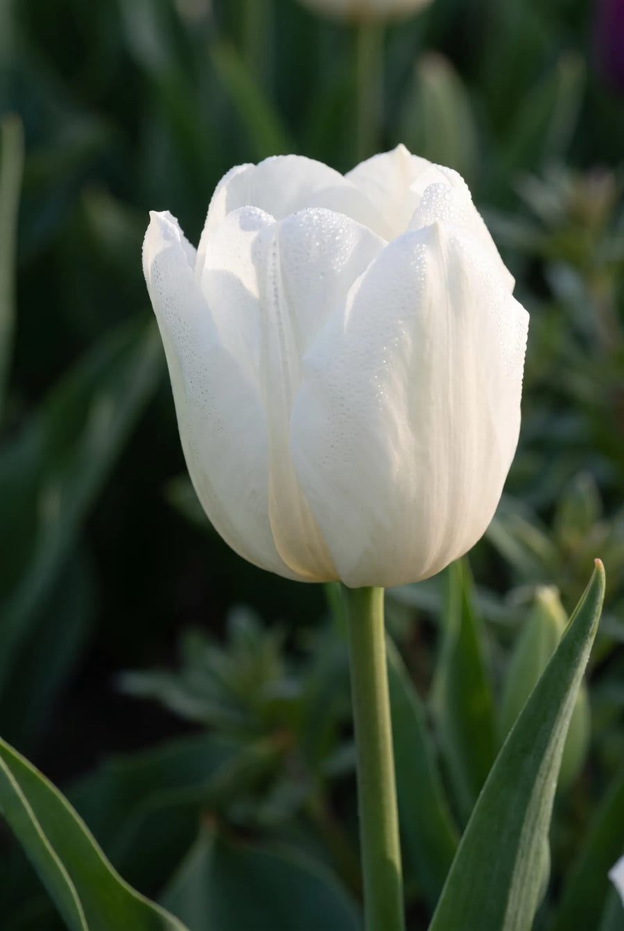 Tulipa Dutch Garden — sfeerbeeld