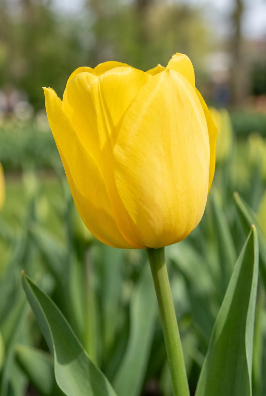 Tulipa Early Sunshine — close-up van de bloem