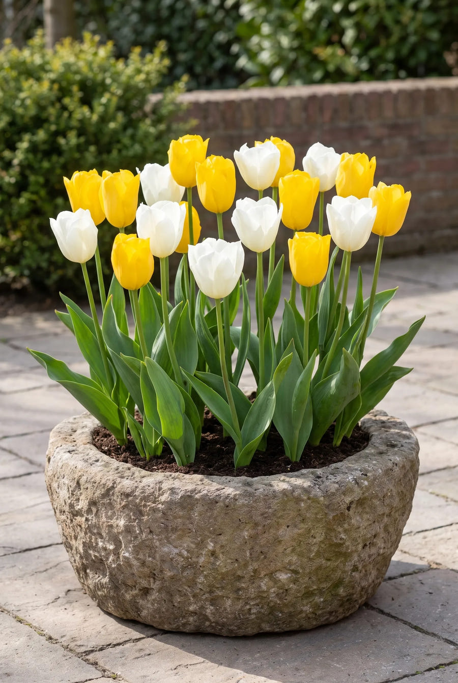 Tulipa Early Sunshine — in pot op terras