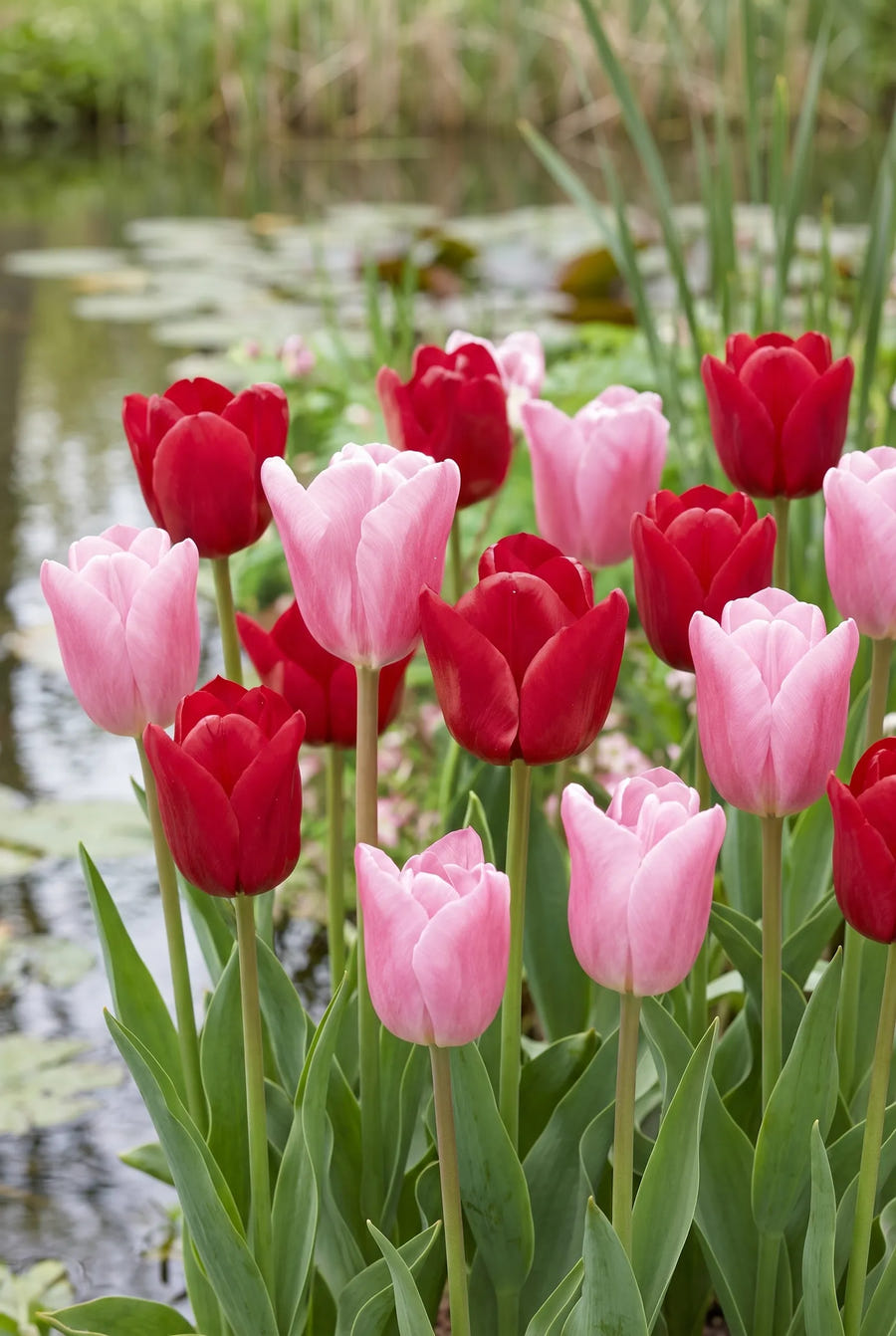 Tulipa Feeling Love — in de border