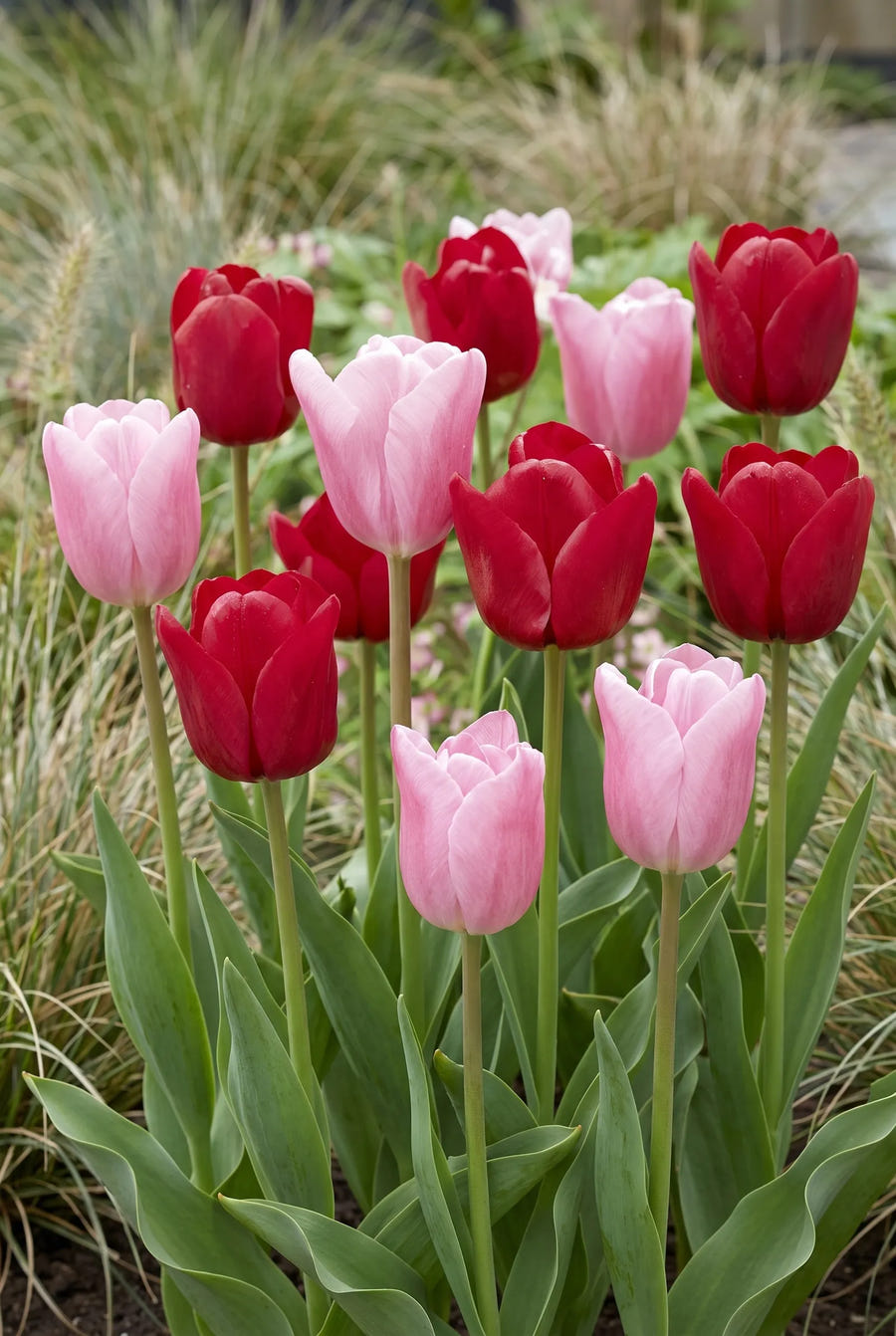 Tulipa Feeling Love — groep in de tuinborder