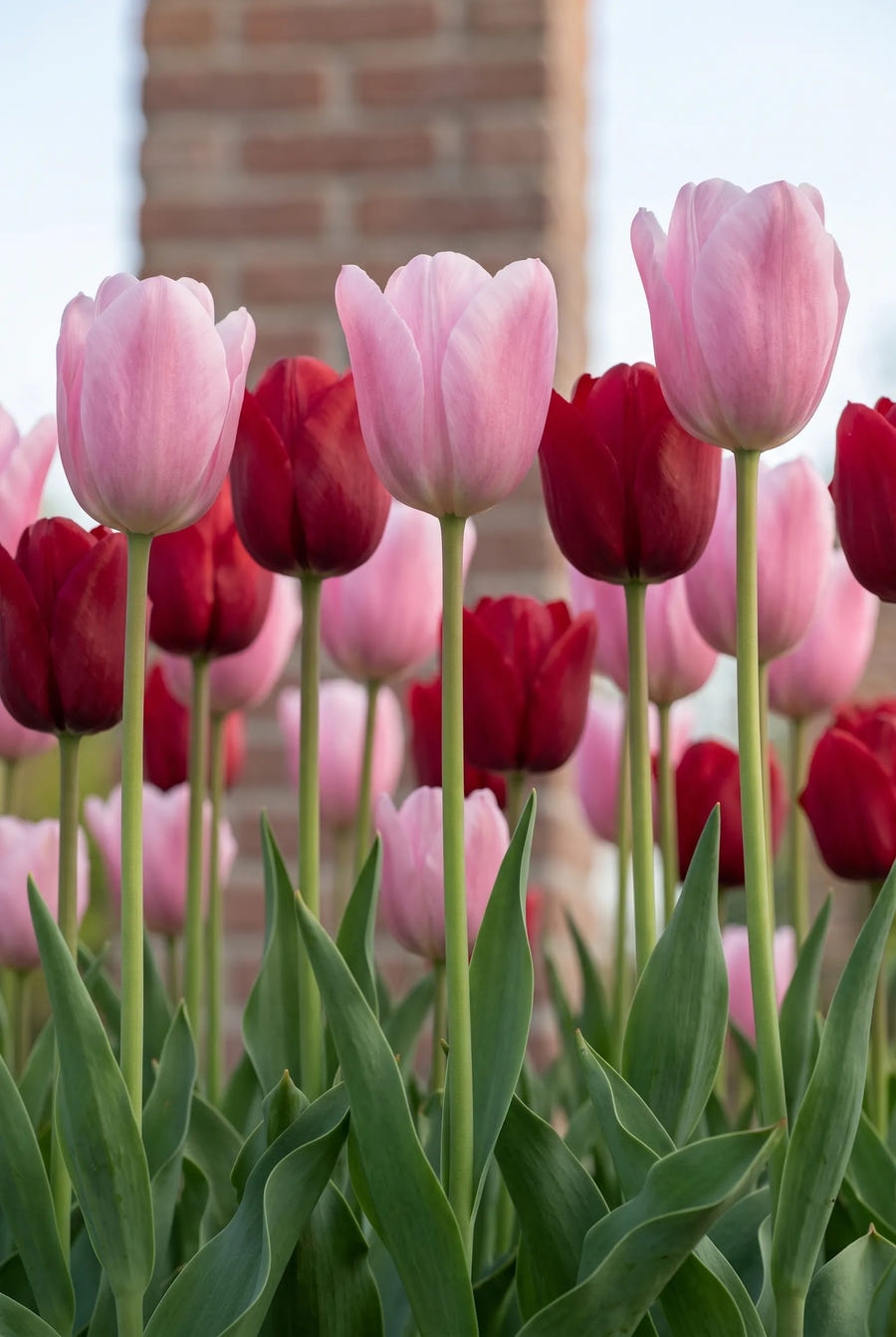 Tulipa Feeling Love — in de tuin