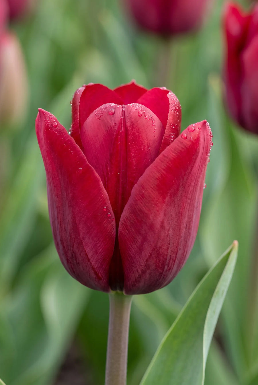 Tulipa Feeling Love — sfeerbeeld