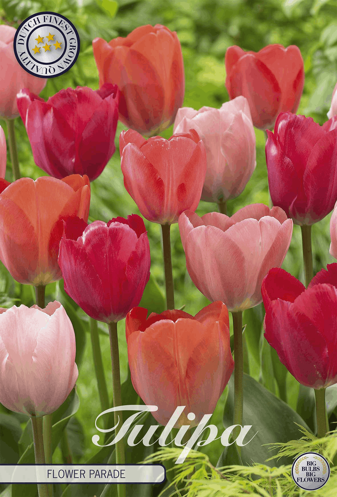 Tulipa Flower Parade