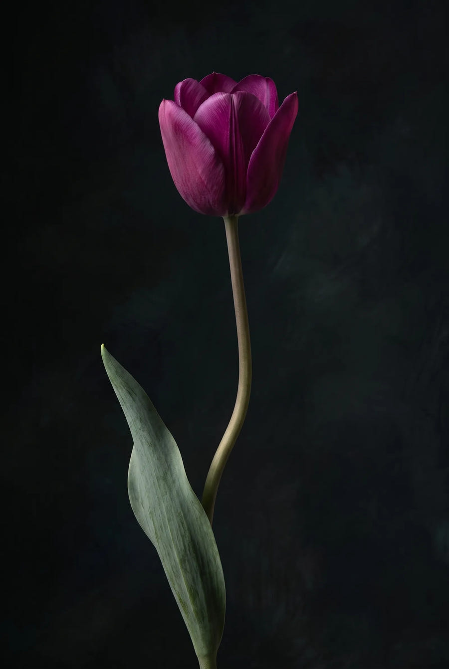 Tulipa Flower Power — sfeerbeeld