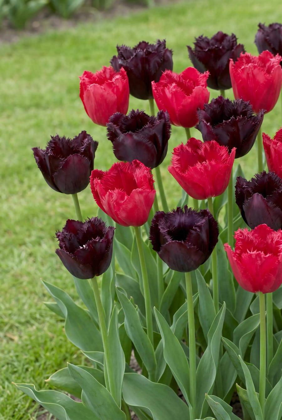 Tulipa Moneymaker — groep in de tuinborder