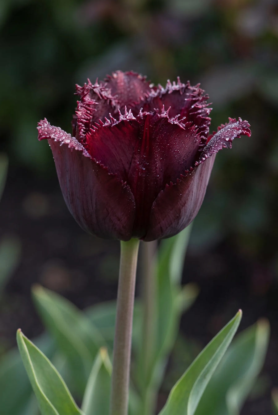 Tulipa Moneymaker — sfeerbeeld