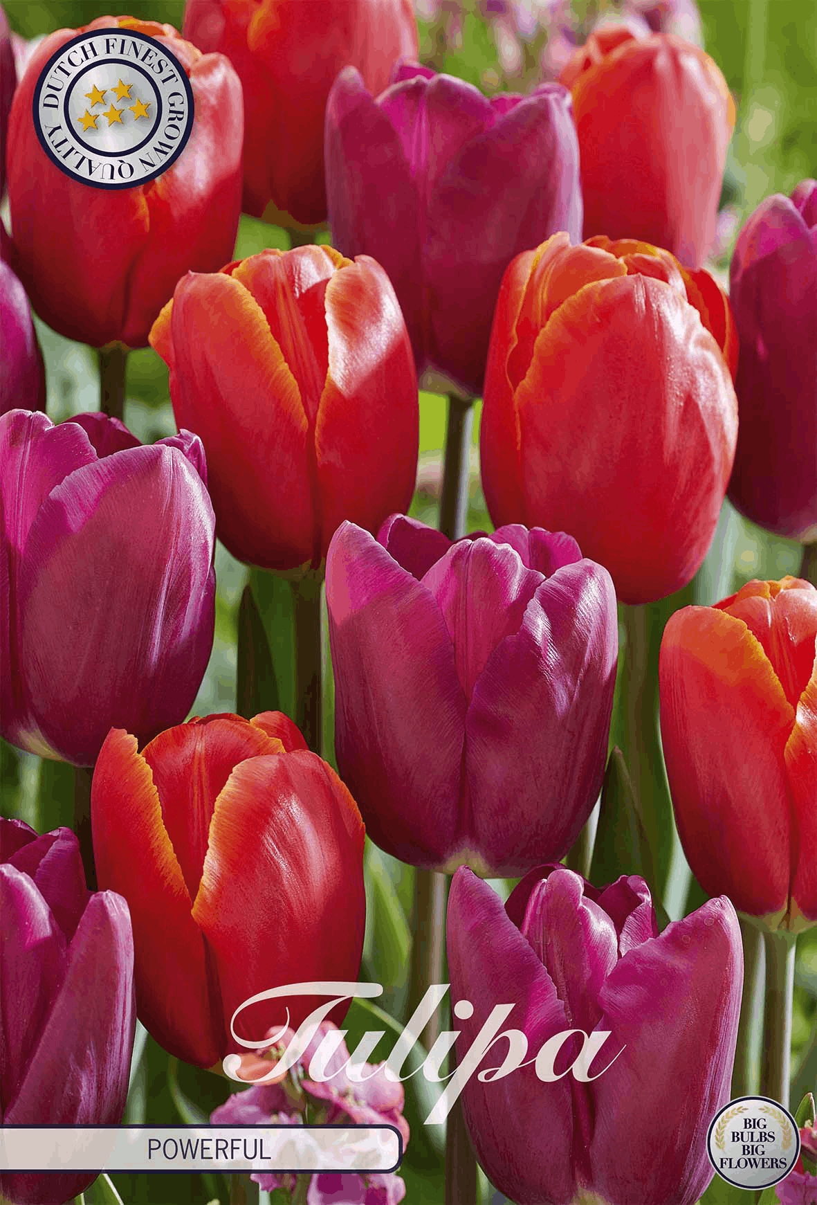 Tulipa Powerful
