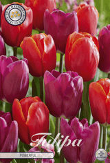Tulipa Powerful