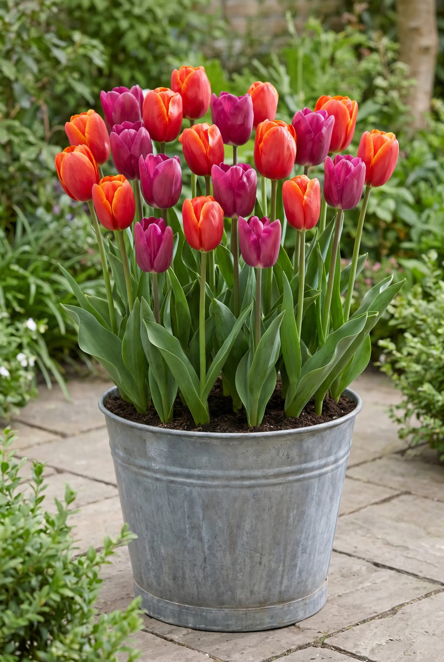 Tulipa Powerful — in pot op terras