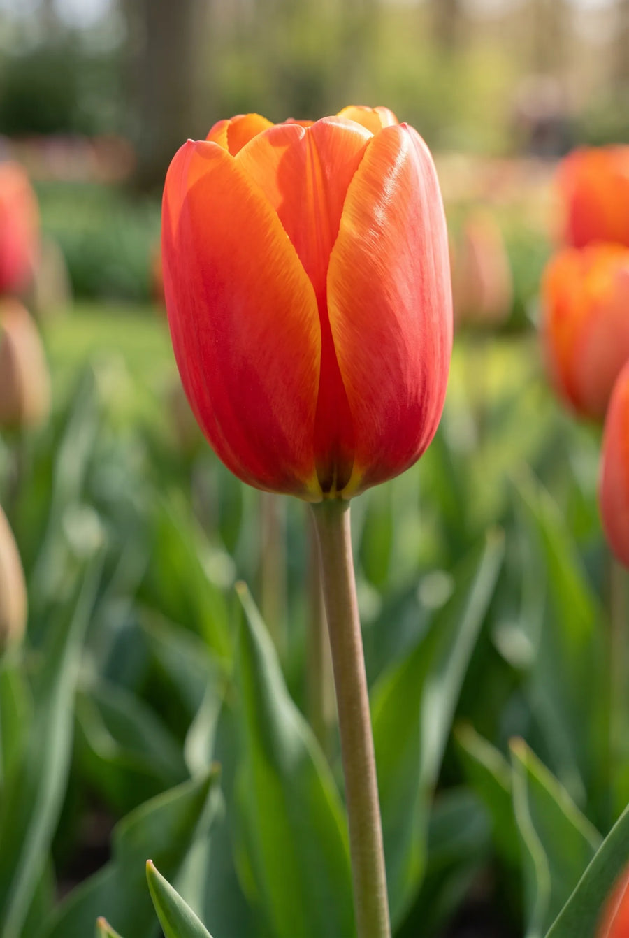 Tulipa Powerful — sfeerbeeld
