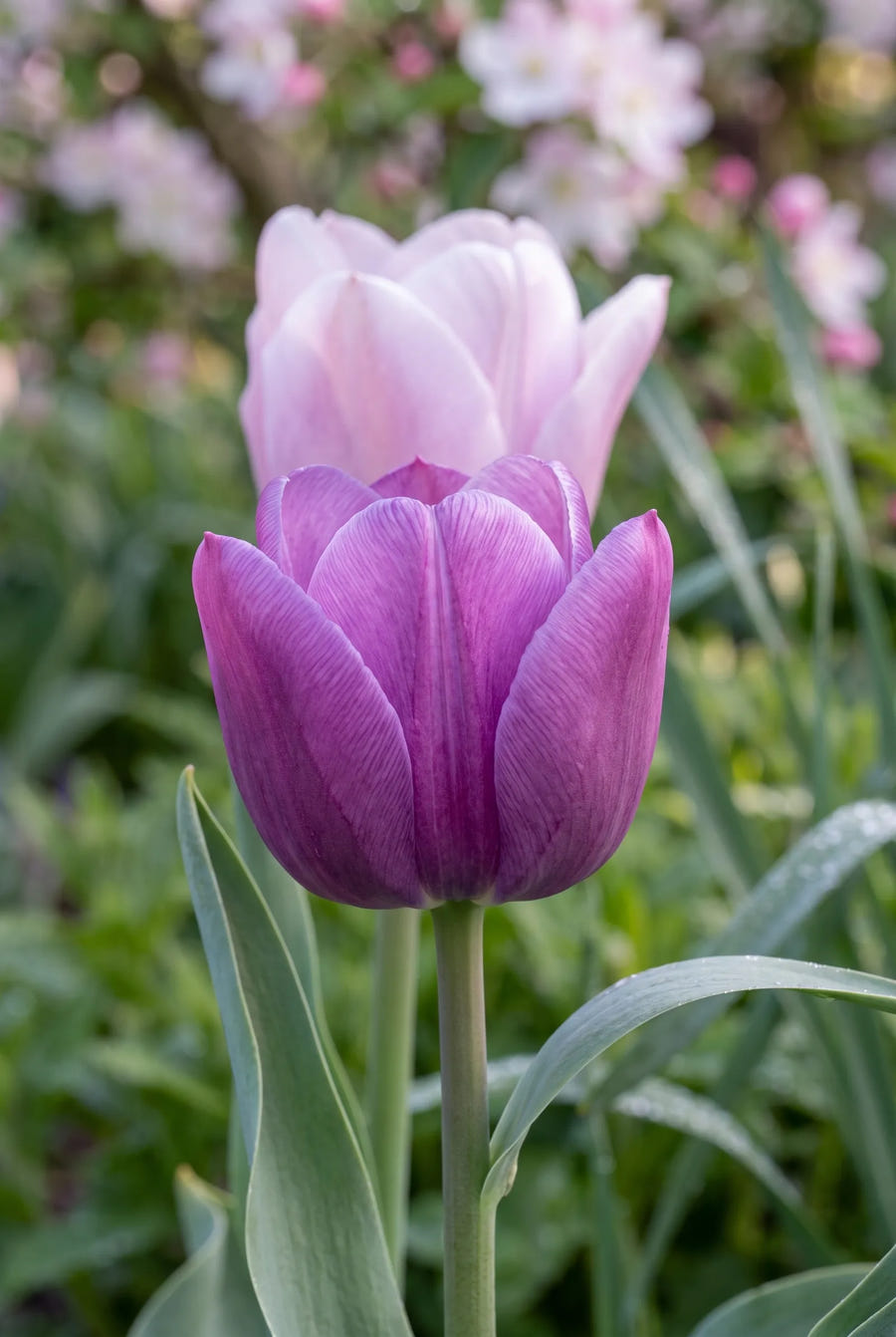 Tulipa Promise — close-up van de bloem