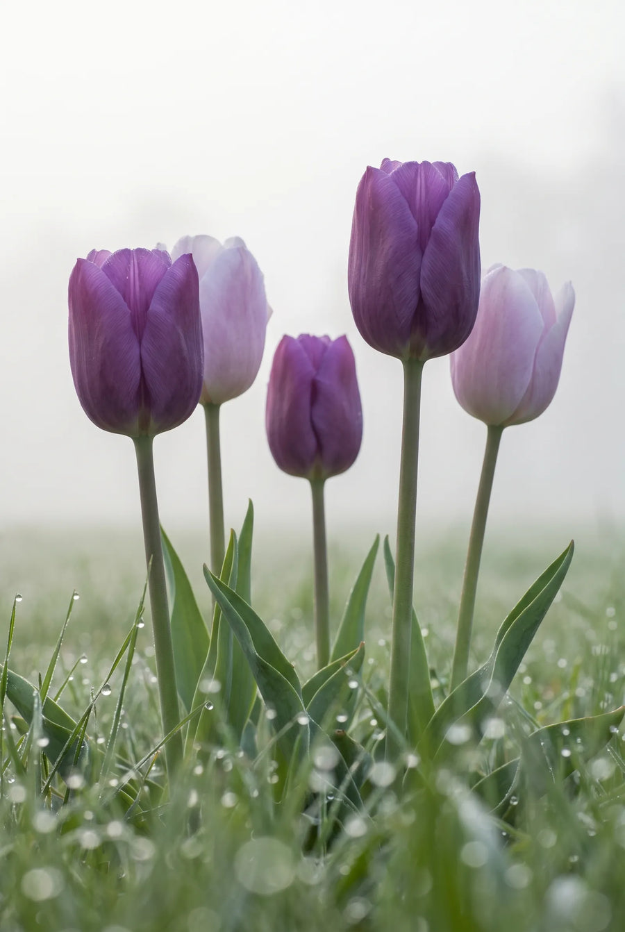 Tulipa Promise — in de tuin