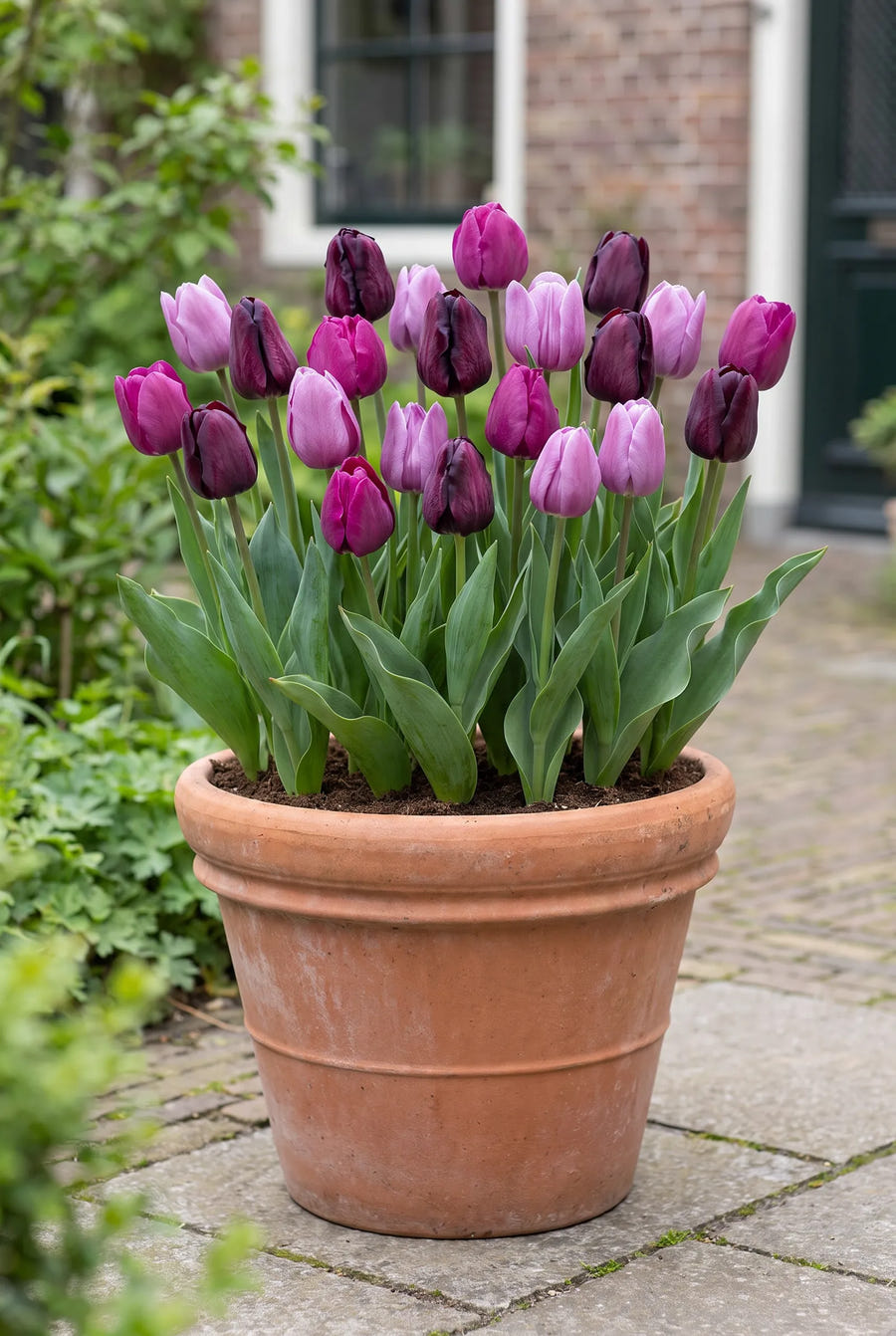 Tulipa Purple Heart — in pot op terras
