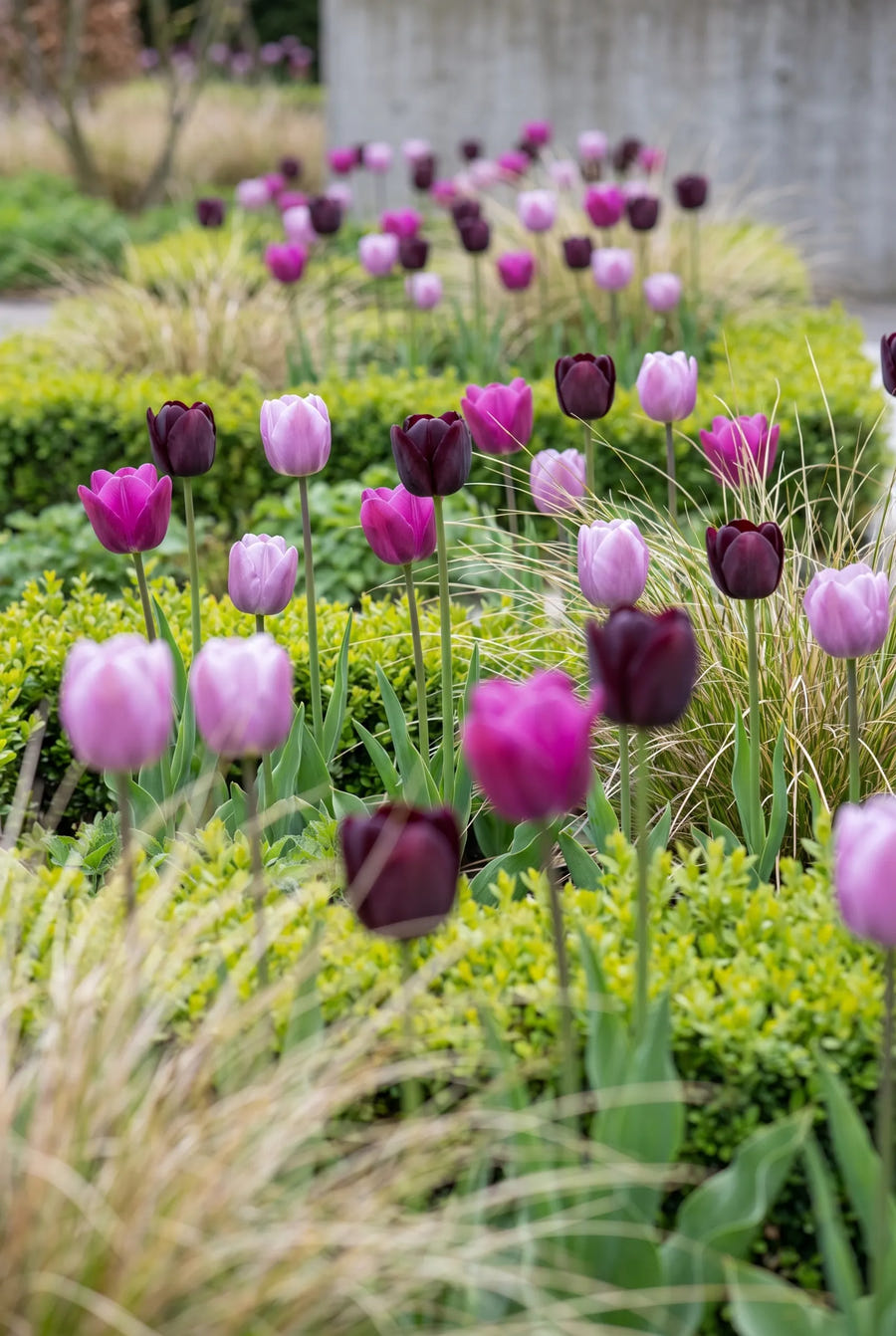 Tulipa Purple Heart — in de tuin