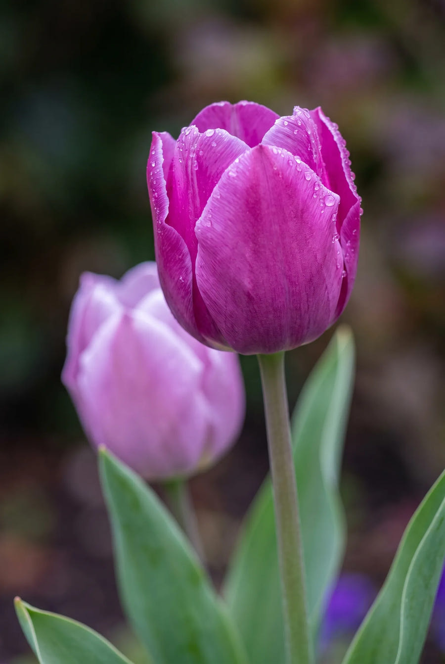 Tulipa Purple Heart — sfeerbeeld