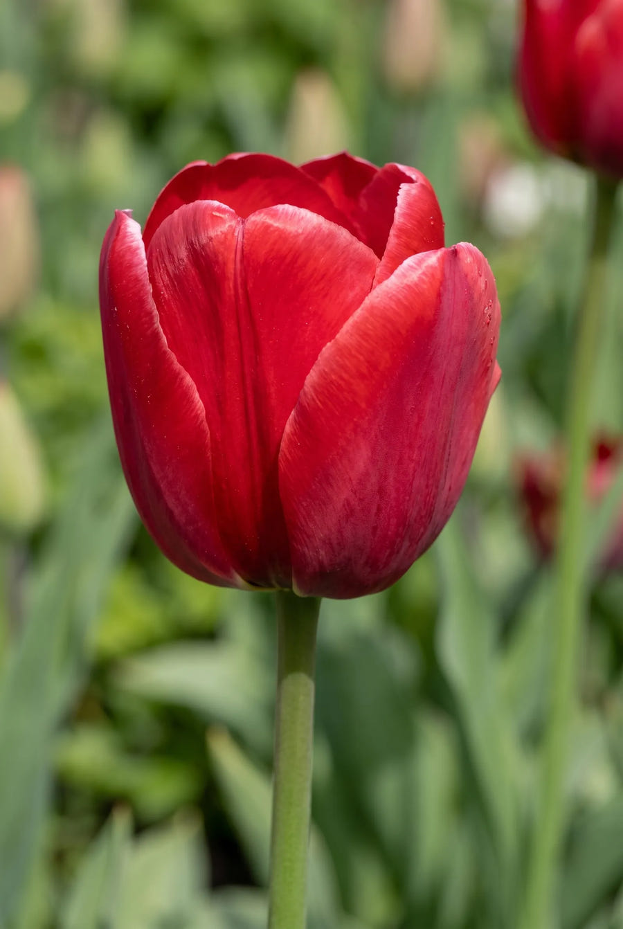 Tulipa Pride Garden — close-up van de bloem