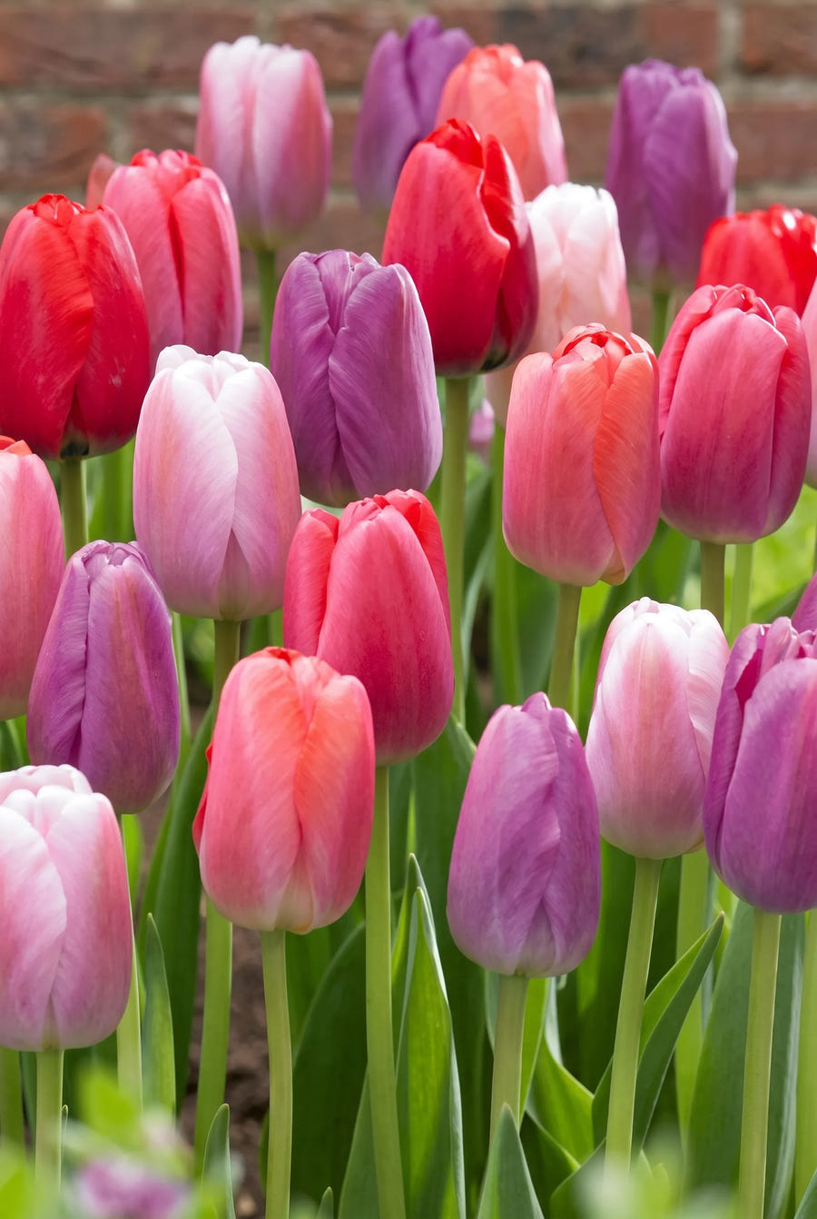 Tulipa Pride Garden — groep in de tuinborder