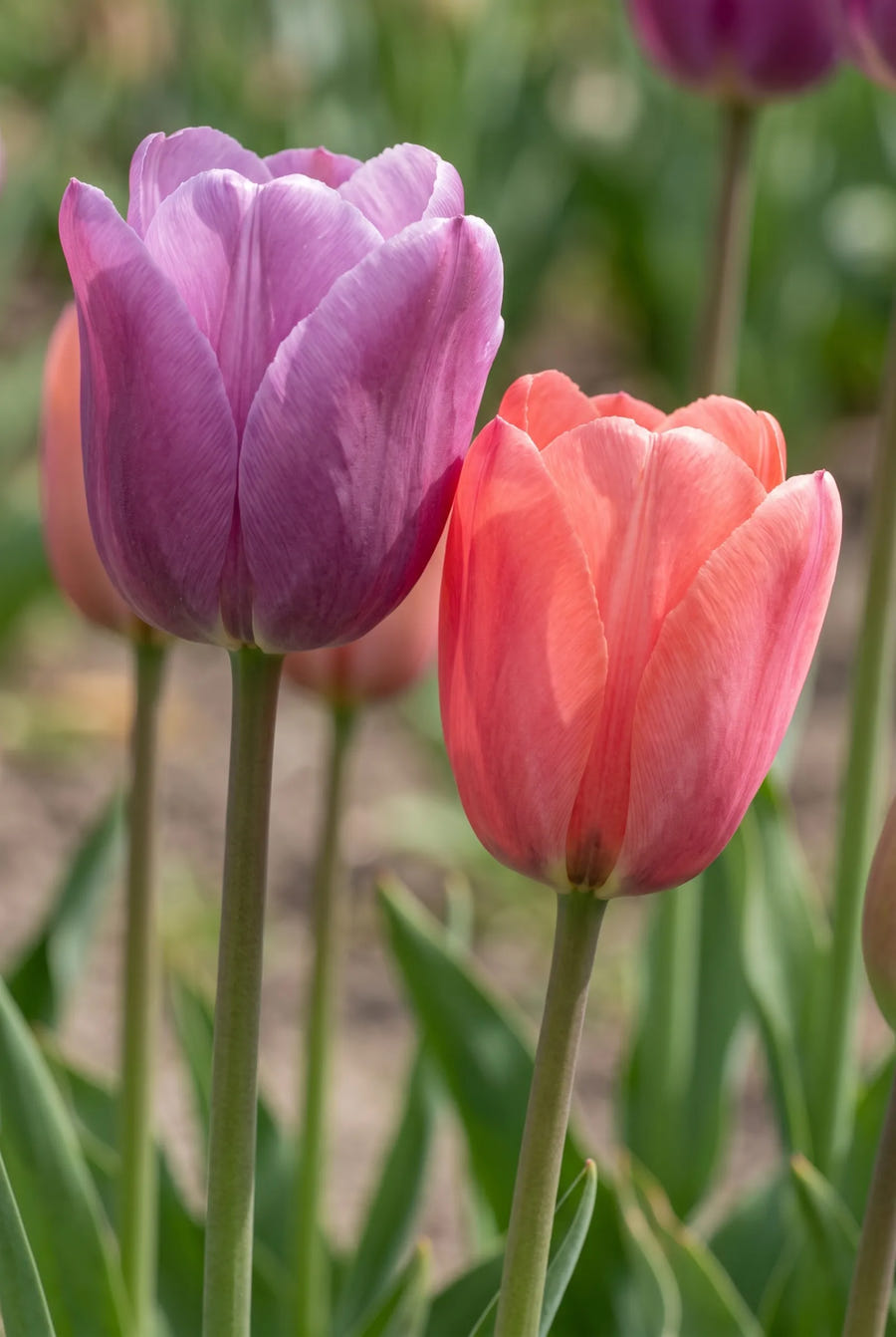 Tulipa Pride Garden — sfeerbeeld