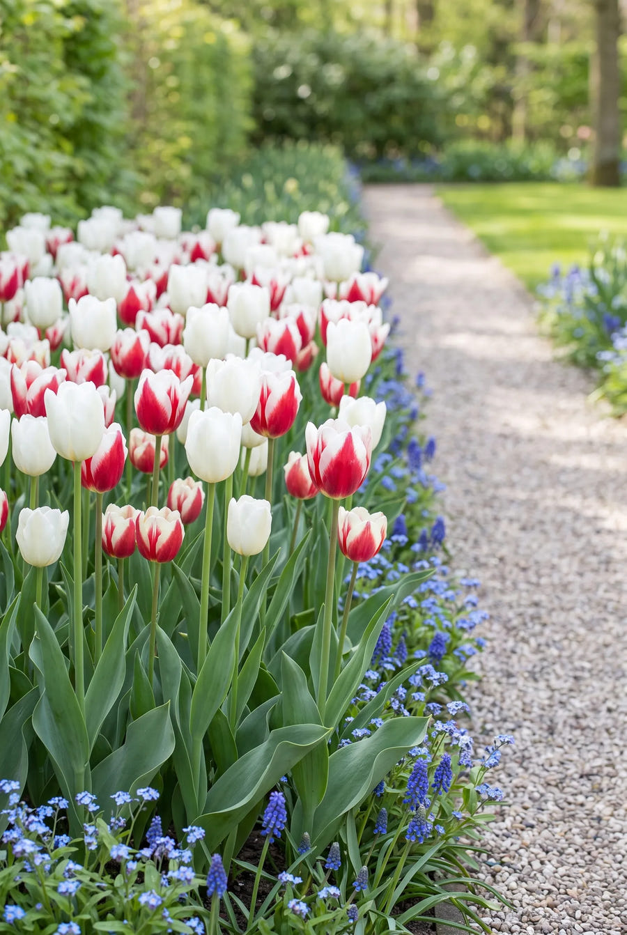 Tulipa Red Snow — in de border