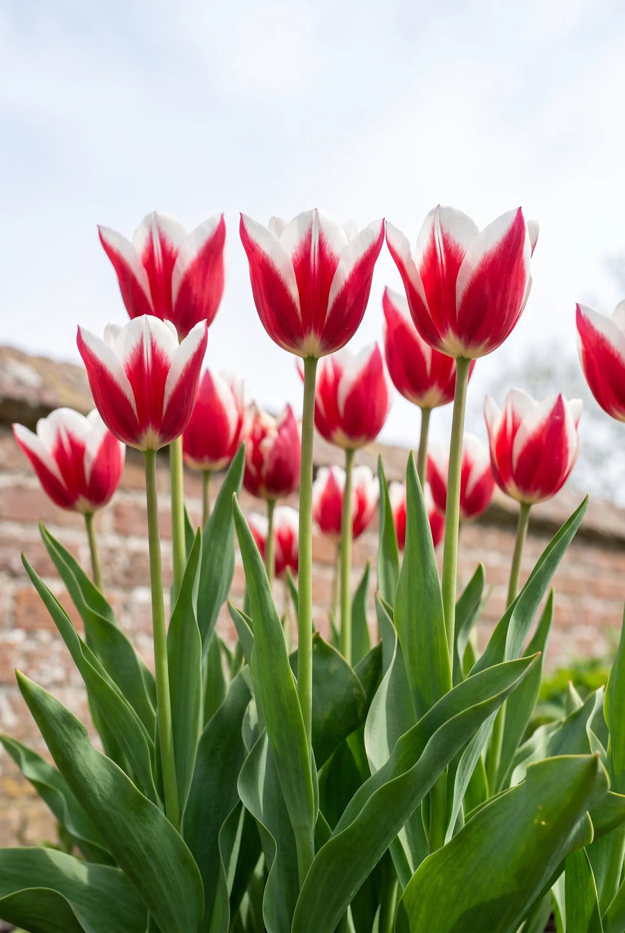 Tulipa Red Snow — in de tuin