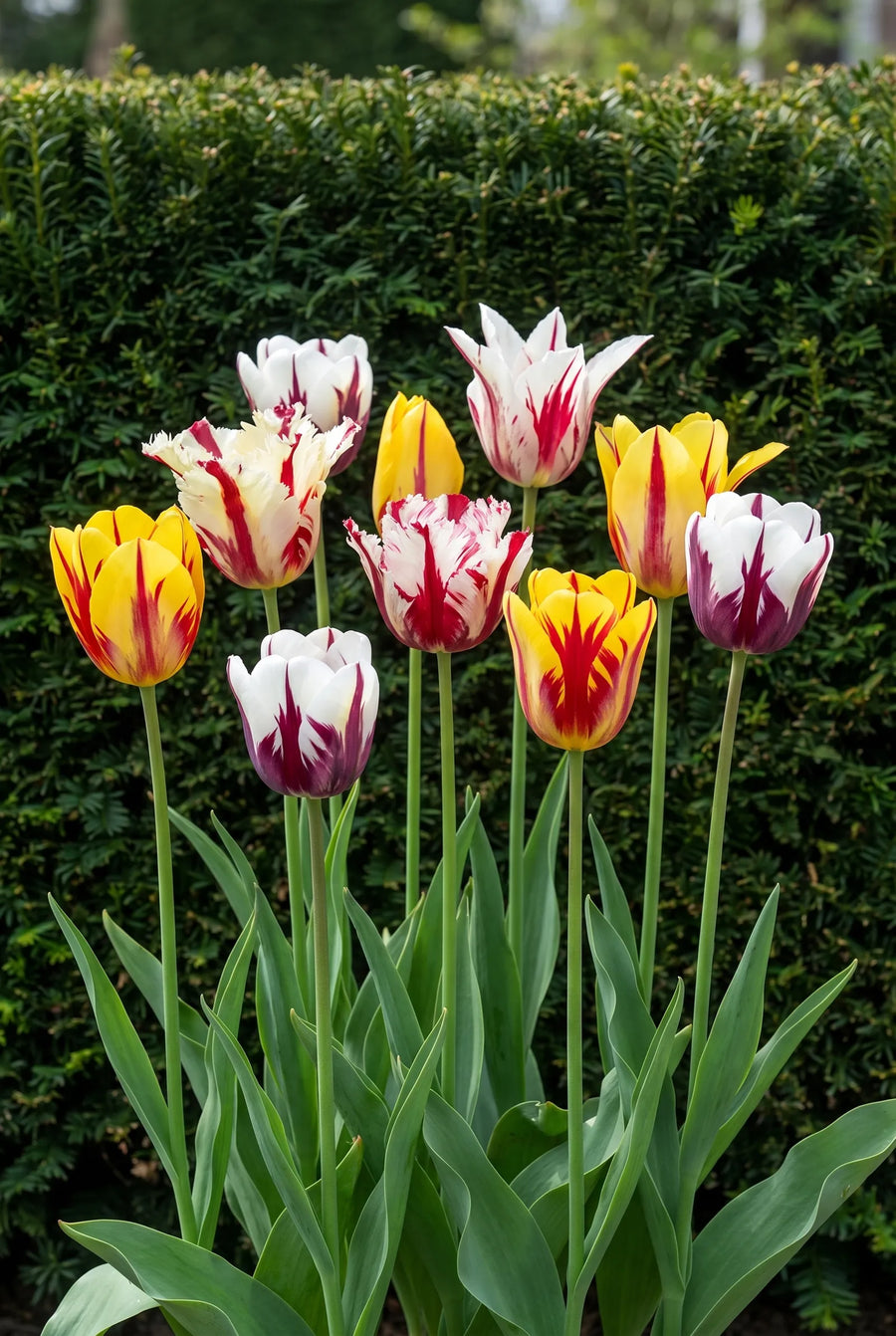 Tulipa Rembrandt Mixed — in de border