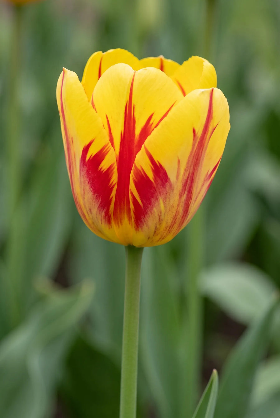 Tulipa Rembrandt Mixed — close-up van de bloem