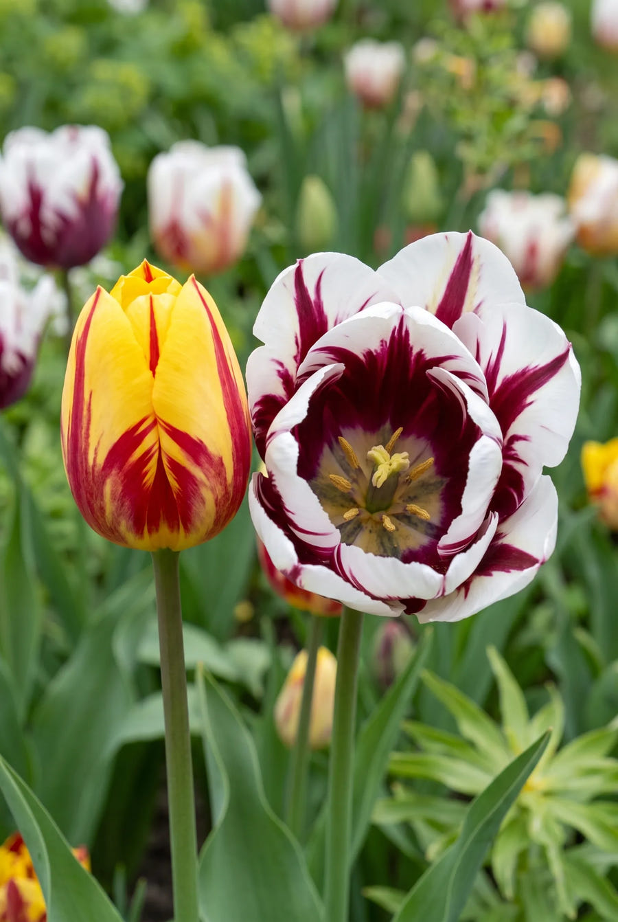 Tulipa Rembrandt Mixed — hart van de bloem