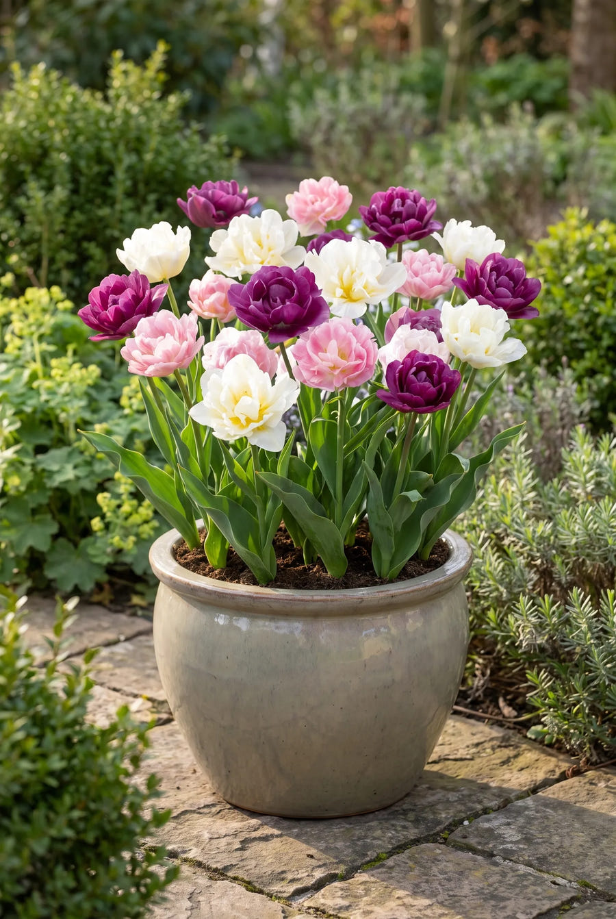Tulipa Sensation — in pot op terras