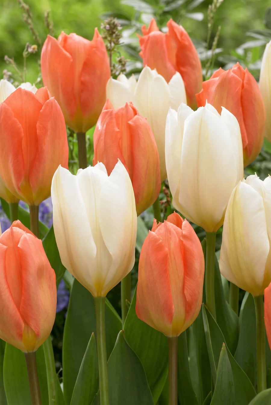 Tulipa Stockholm — in de border