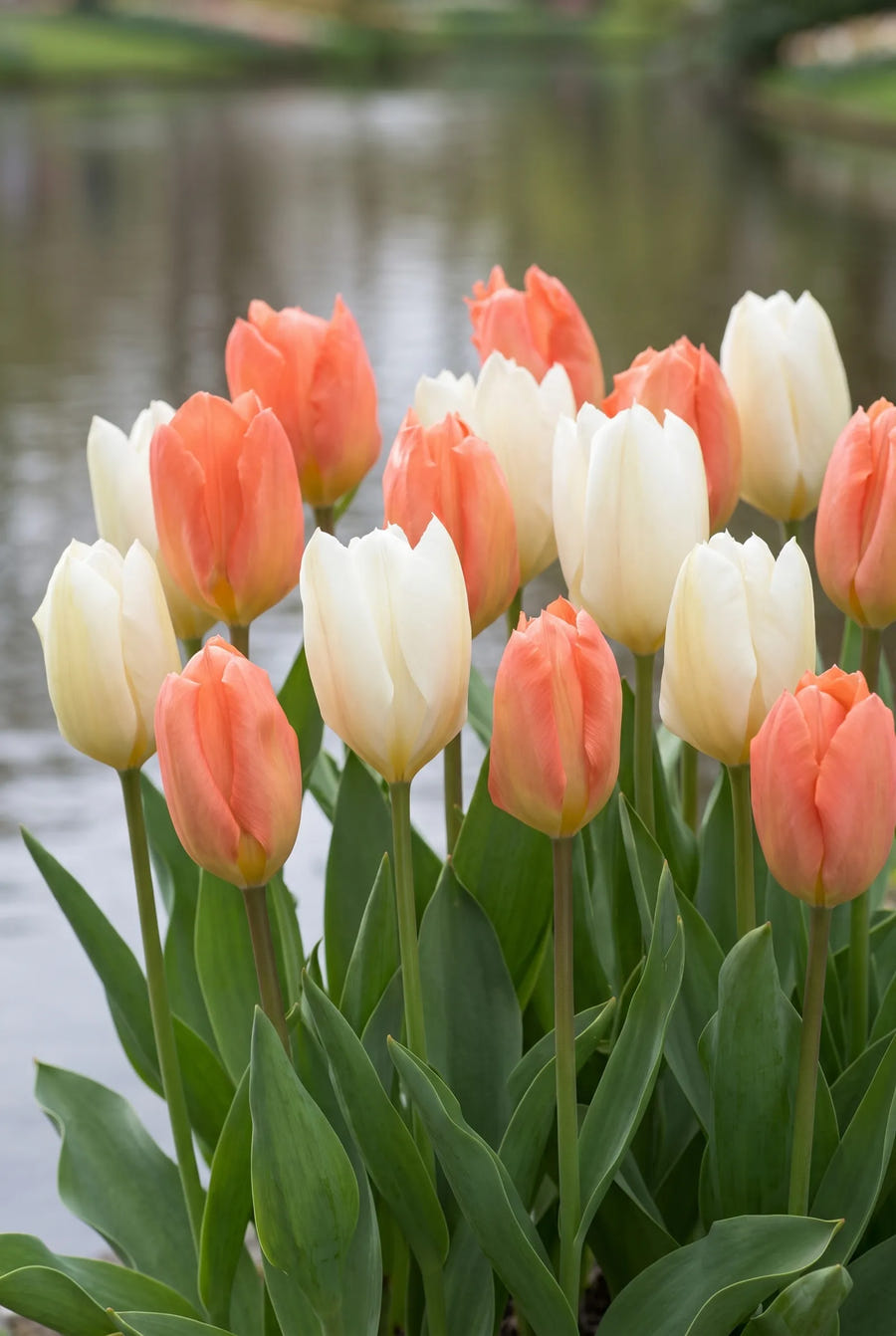 Tulipa Stockholm — groep in de tuinborder