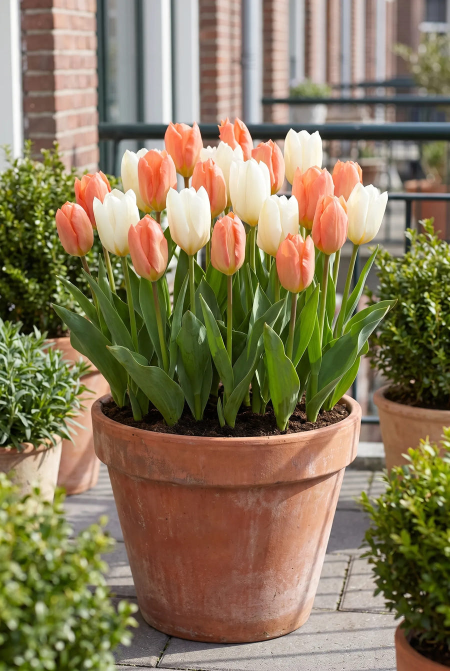 Tulipa Stockholm — in pot op terras
