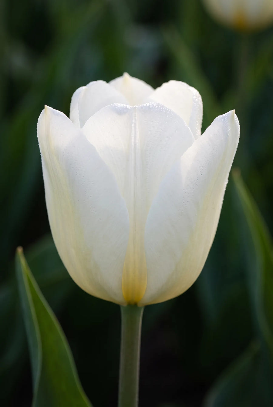Tulipa Stockholm — sfeerbeeld