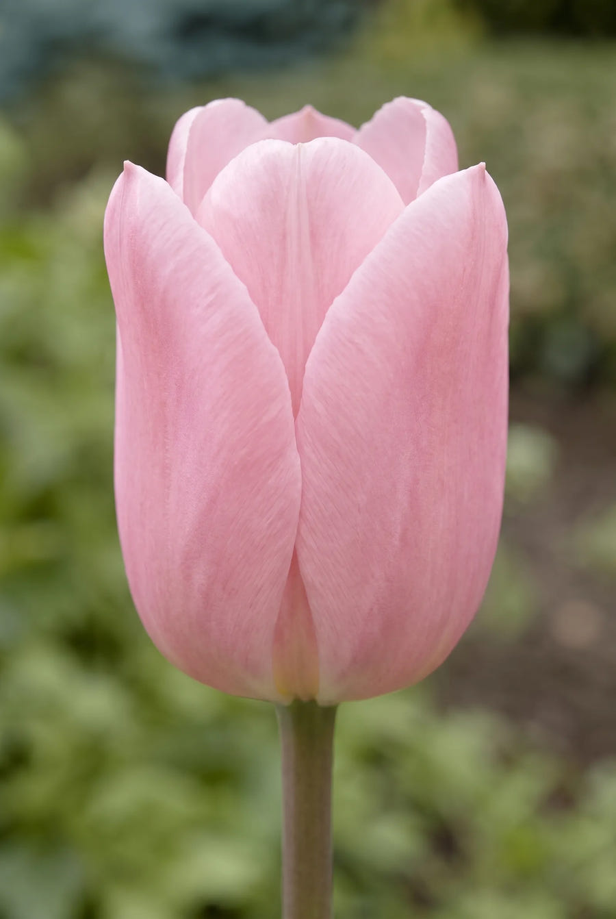 Tulipa Sweet Candy — close-up van de bloem