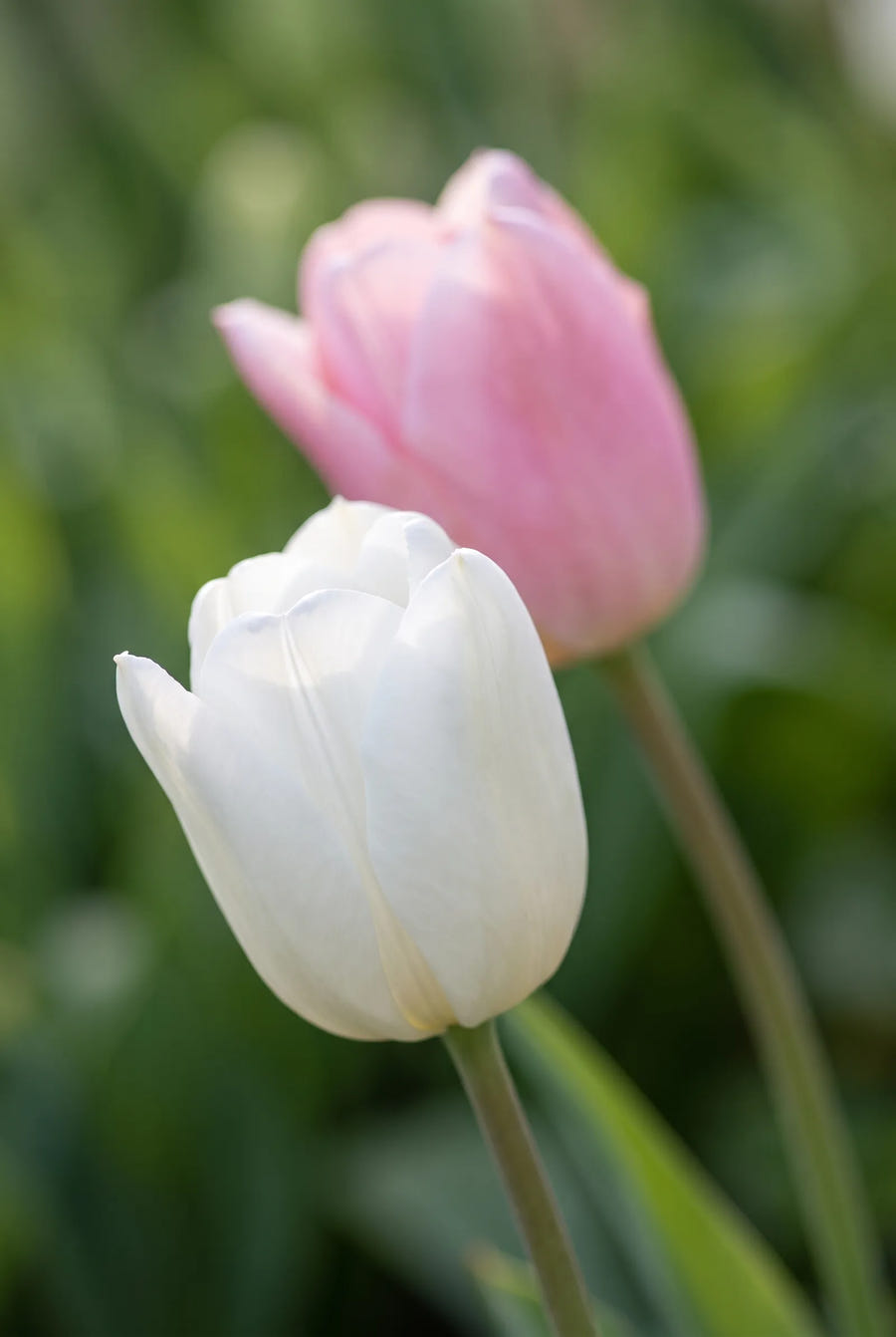 Tulipa Sweet Candy — sfeerbeeld