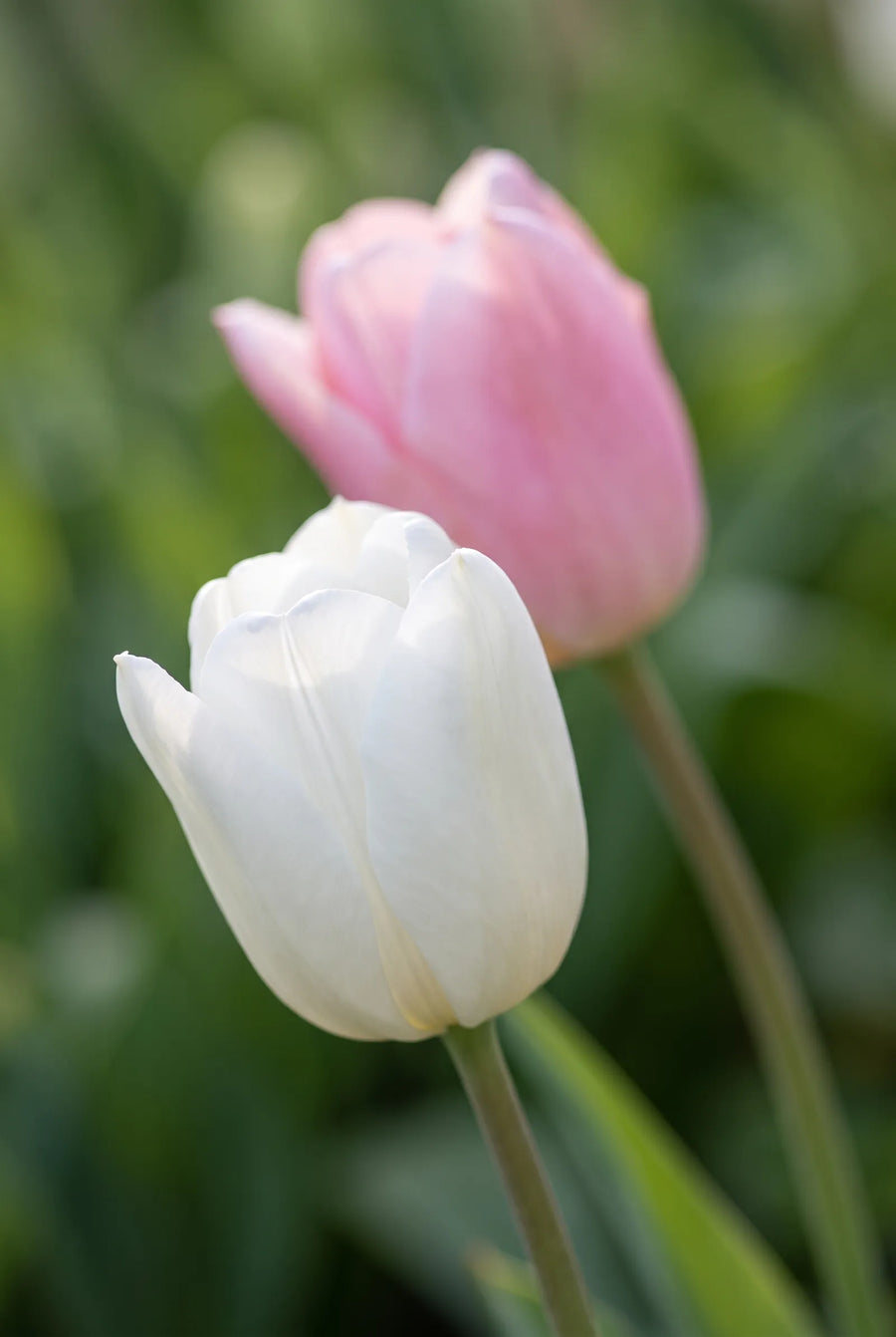 Tulipa Sweet Candy — sfeerbeeld