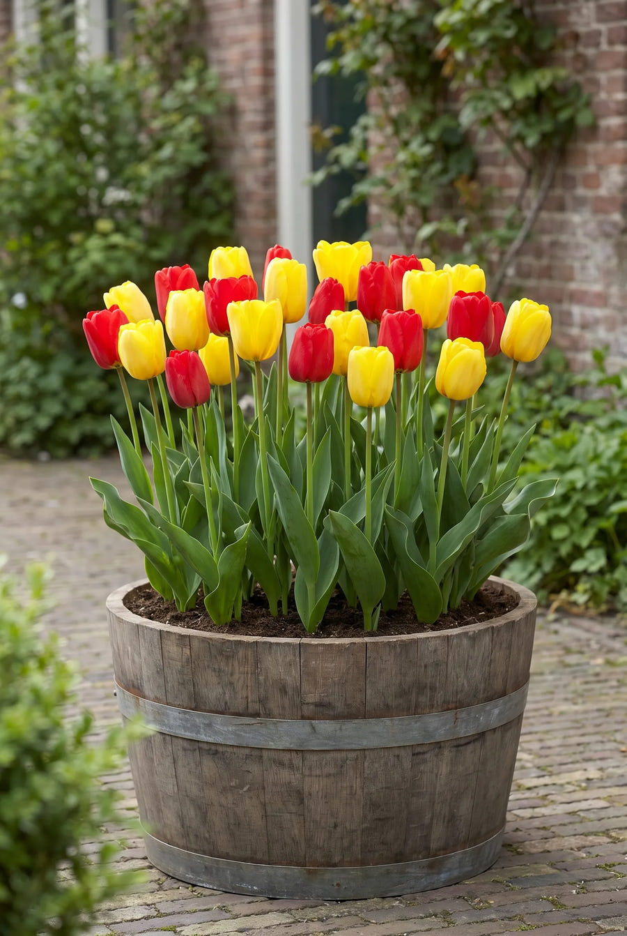 Tulipa Van Gogh — in pot op terras