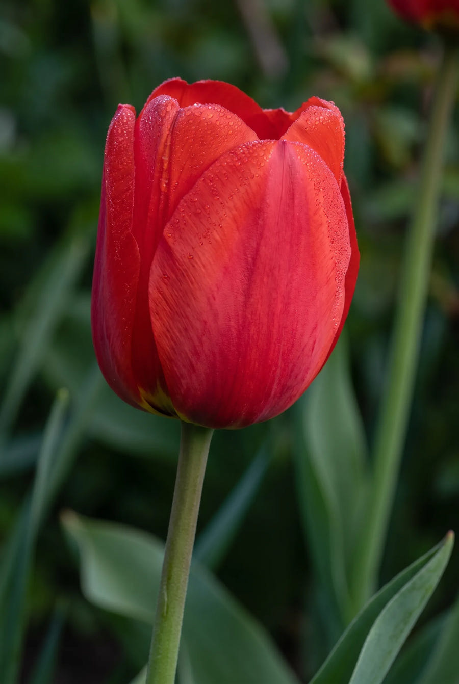 Tulipa Van Gogh — sfeerbeeld