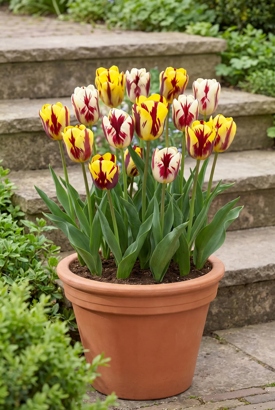 Tulipa Vermeer — in pot op terras