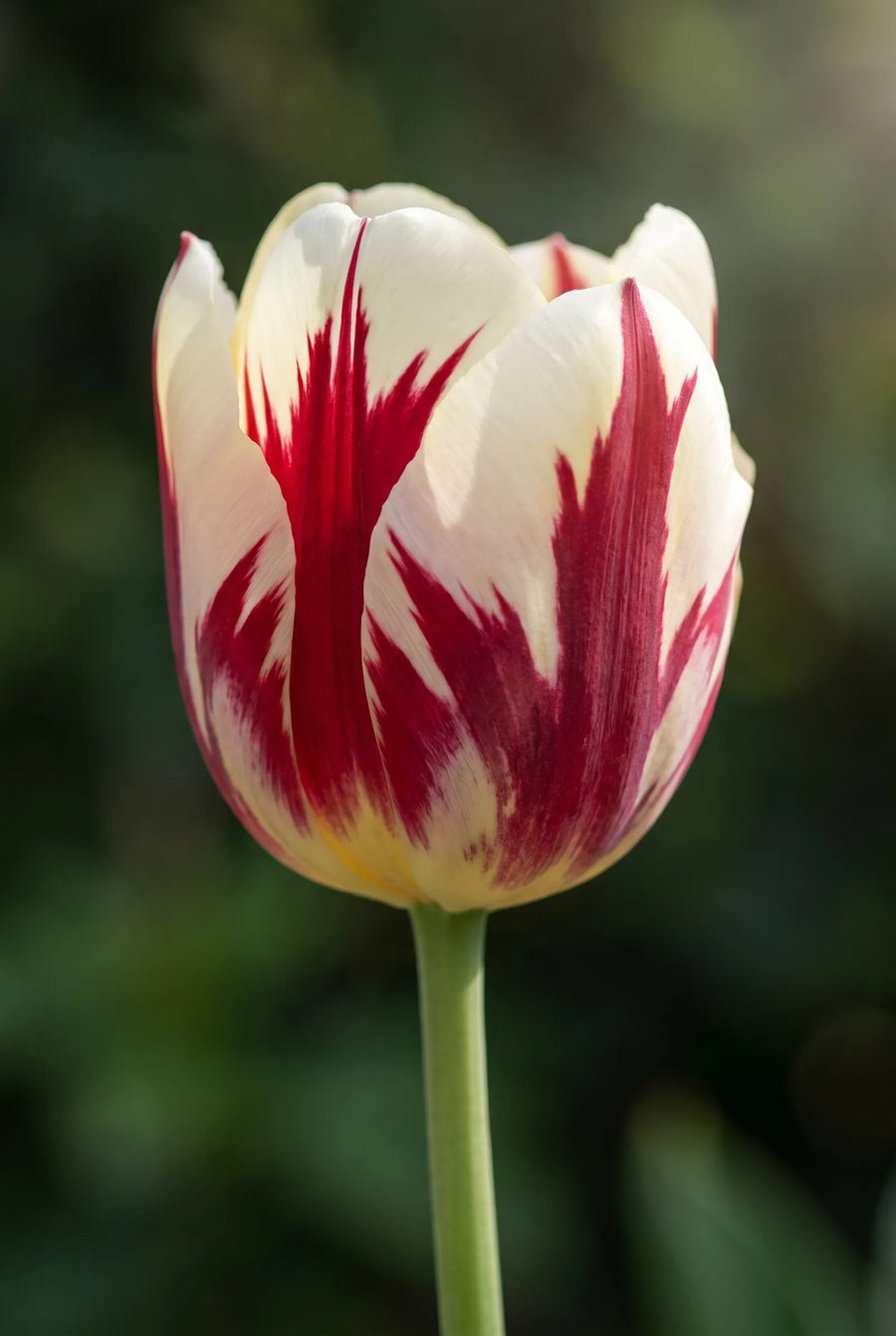 Tulipa Vermeer — sfeerbeeld