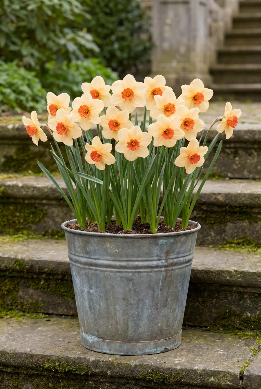 Narcissus Altruist — in pot op terras