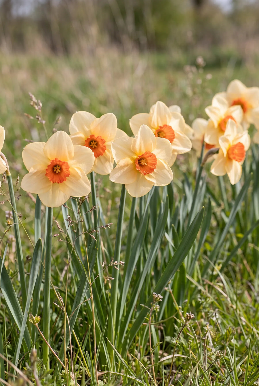 Narcissus Altruist — in de tuin
