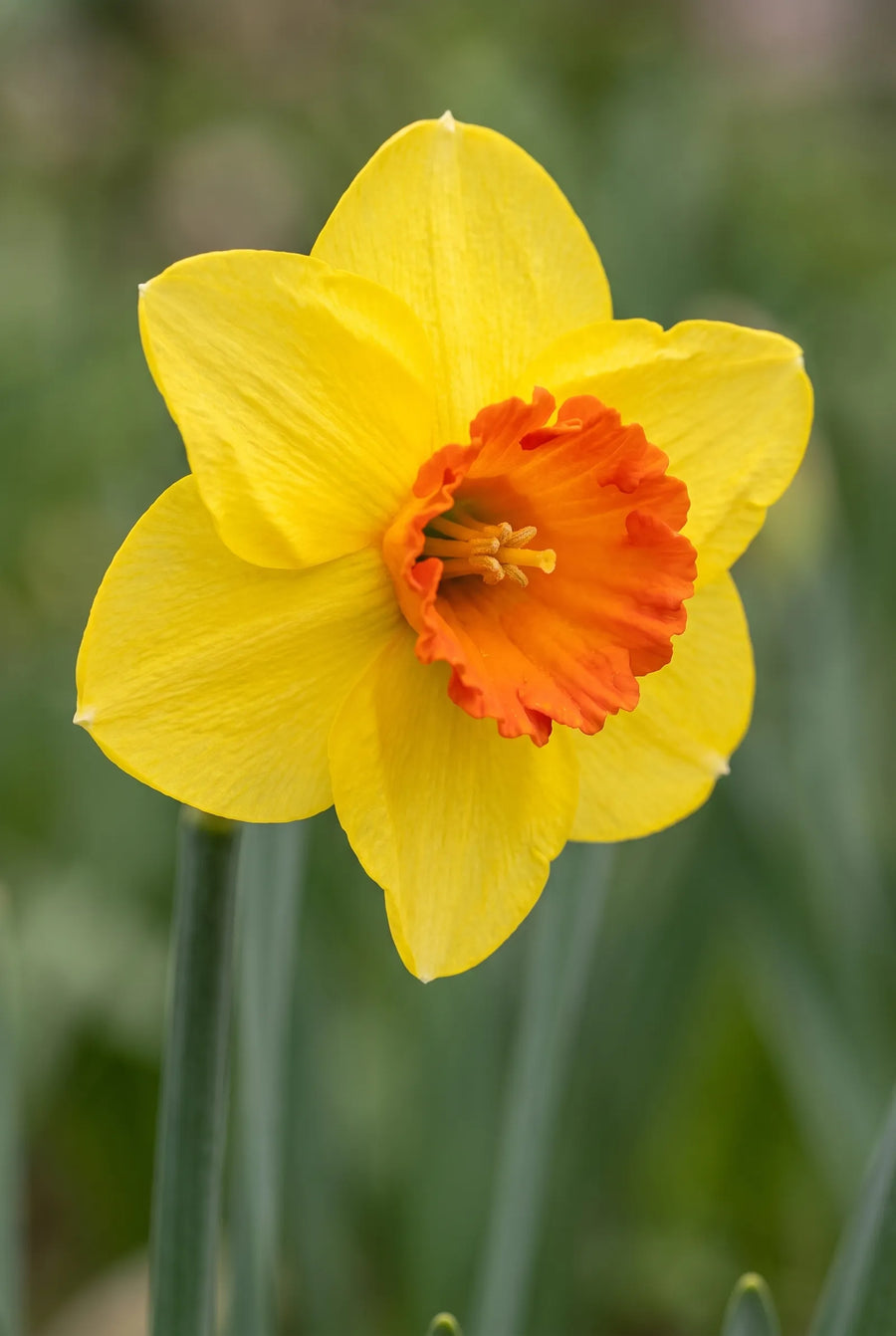 Narcissus Bantam — close-up van de bloem