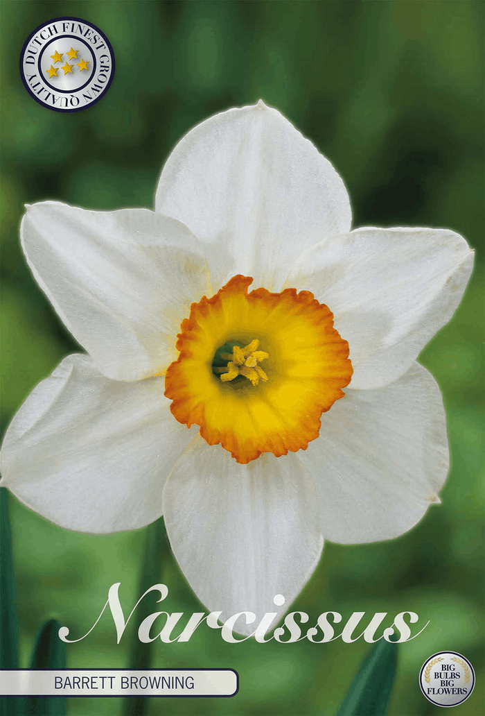 Narcissus Barrett Browning