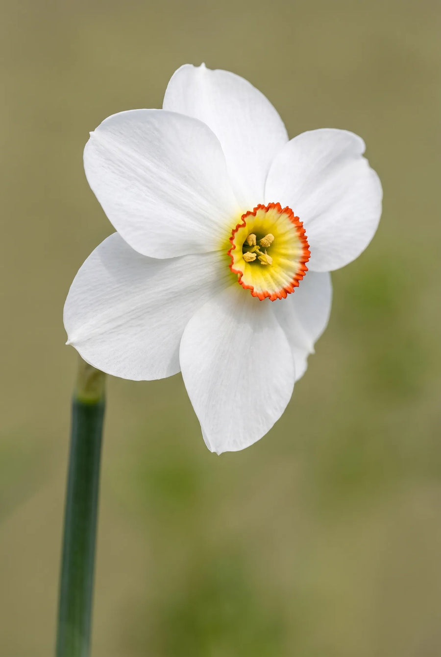 Narcissus Barrett Browning — close-up van de bloem