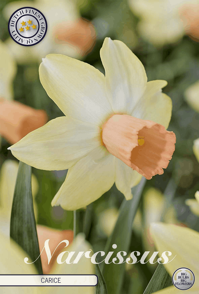 Narcissus Carice